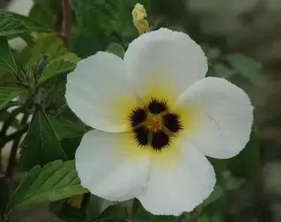 华丽名花优雅花语,真是泡妞秘笈!