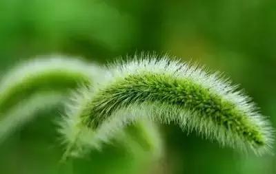 华丽名花优雅花语,真是泡妞秘笈!