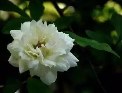 华丽名花优雅花语,真是泡妞秘笈!