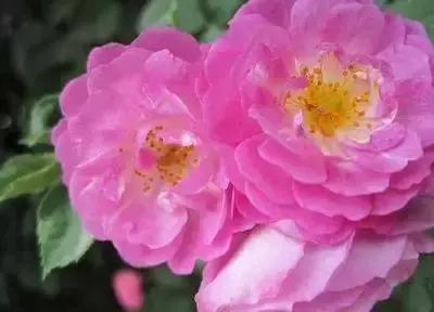 华丽名花优雅花语,真是泡妞秘笈!