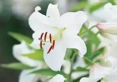 华丽名花优雅花语,真是泡妞秘笈!