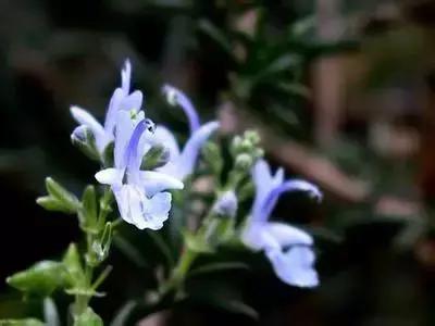 华丽名花优雅花语,真是泡妞秘笈!