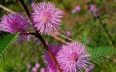 华丽名花优雅花语,真是泡妞秘笈!