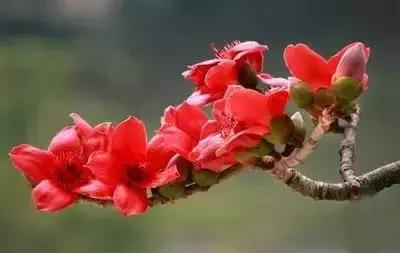 华丽名花优雅花语,真是泡妞秘笈!