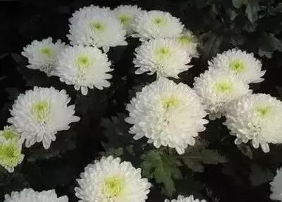 华丽名花优雅花语,真是泡妞秘笈!