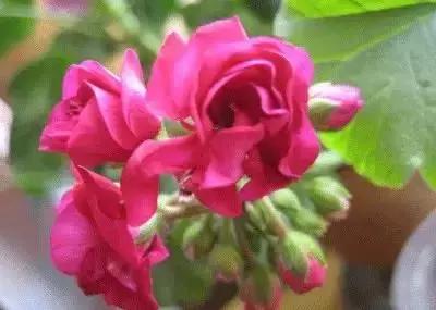 华丽名花优雅花语,真是泡妞秘笈!