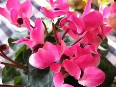 华丽名花优雅花语,真是泡妞秘笈!