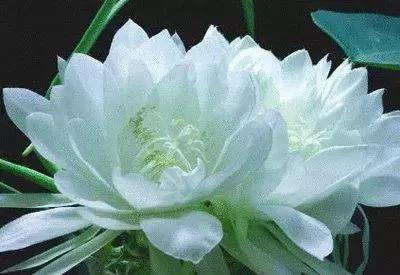 华丽名花优雅花语,真是泡妞秘笈!