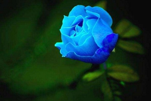 蓝色妖姬花语介绍
