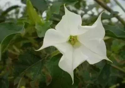 华丽名花优雅花语,真是泡妞秘笈!