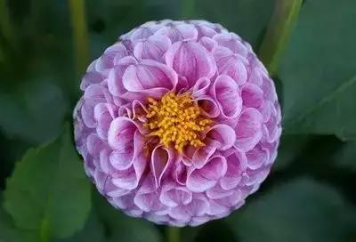 华丽名花优雅花语,真是泡妞秘笈!