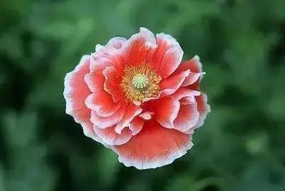 华丽名花优雅花语,真是泡妞秘笈!