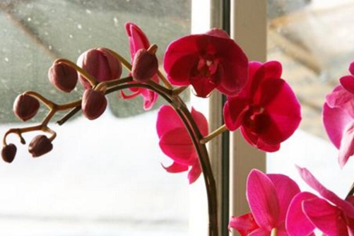 蝴蝶兰花语，蝴蝶兰图片欣赏