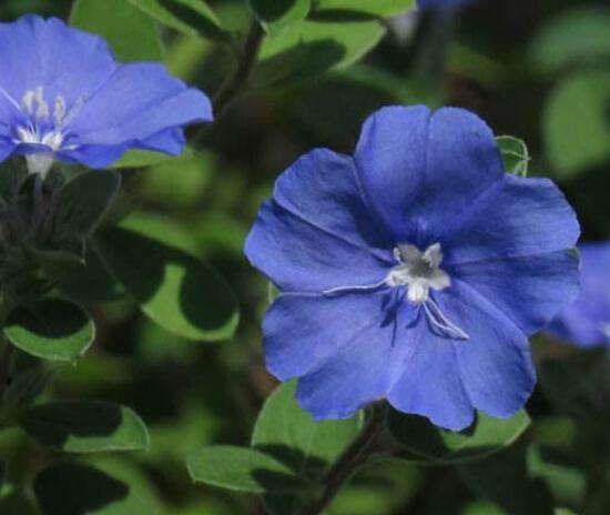 蓝星花花语