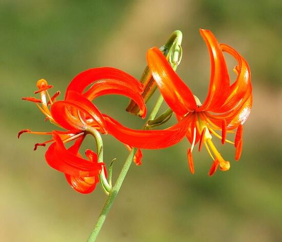 山丹花花语
