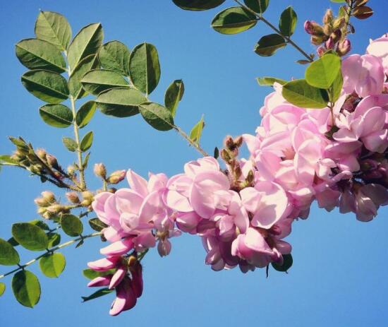 紫藤花花语是什么