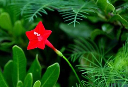 茑萝花语是什么