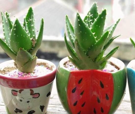 芦荟花语是什么
