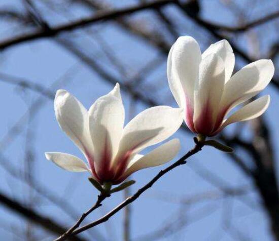 木兰花花语