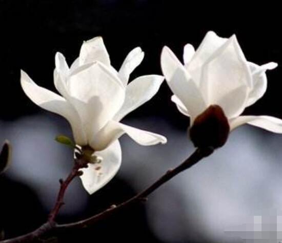 木兰花花语