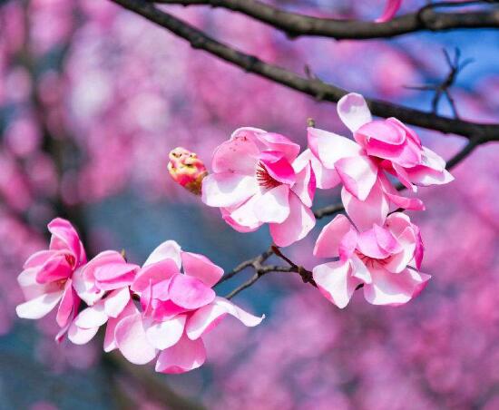 辛夷花花语