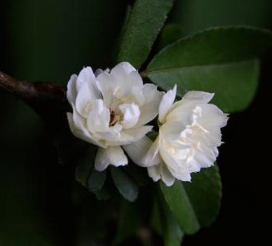木香花花语是什么