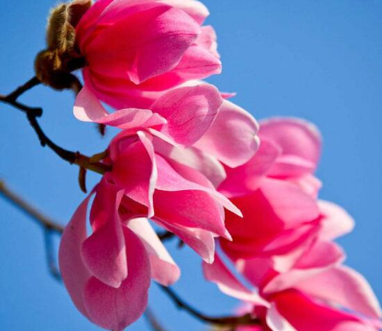 辛夷花花语