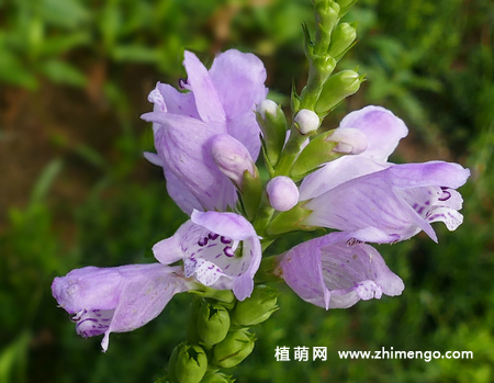 假龙头花怎么养，5种日常养殖方法