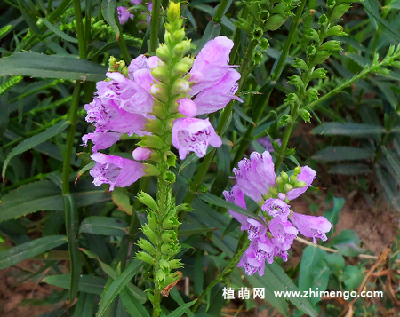 假龙头花怎么养，5种日常养殖方法