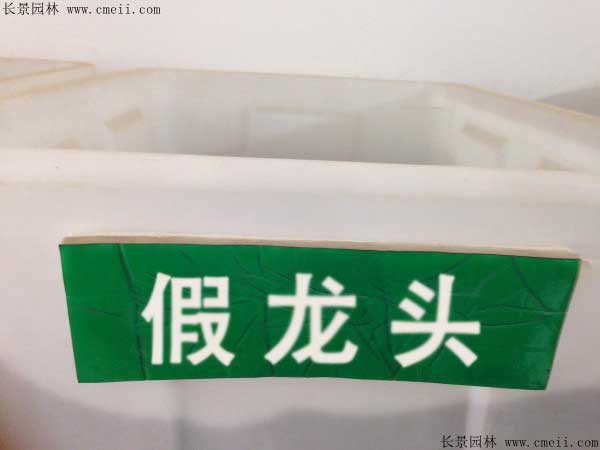假龙头种子几月播种最好？