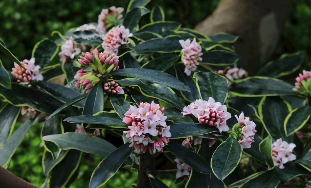 瑞香花有毒吗？瑞香花可以养在室内吗？