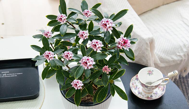 瑞香花有毒吗？瑞香花可以养在室内吗？