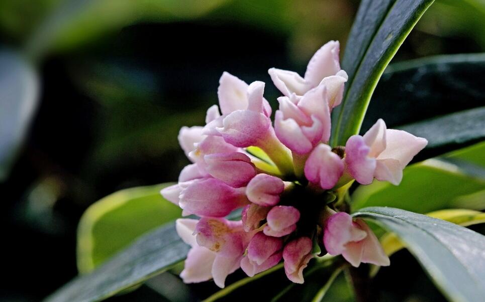 瑞香花有毒吗？瑞香花可以养在室内吗？