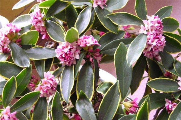 瑞香花用什么肥料最好 怎么施肥