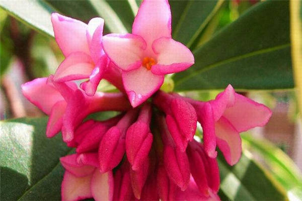瑞香花用什么肥料最好 怎么施肥