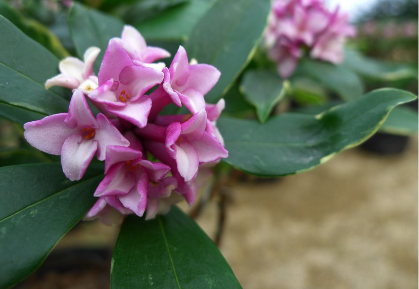 瑞香花能长多高