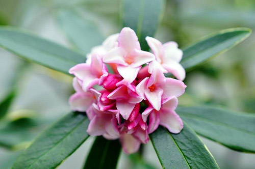 瑞香花图片及简介