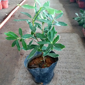 盆栽瑞香花图片
