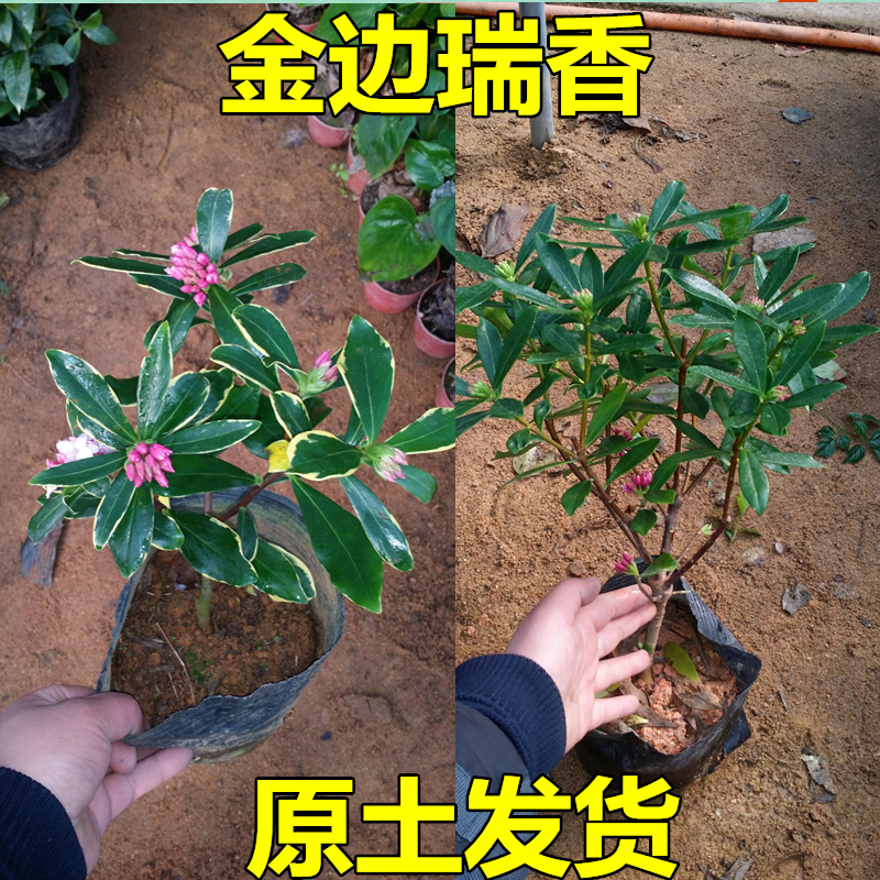 盆栽瑞香花图片