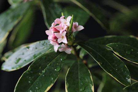 瑞香花怎么养家庭养法