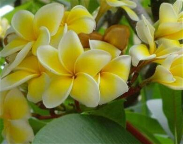 瑞香花什么时候开花 瑞香花的养殖方法