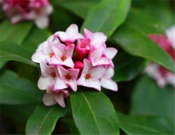 瑞香花什么时候开花 瑞香花的养殖方法