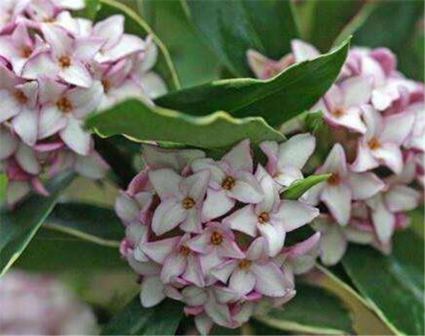 瑞香花什么时候开花 瑞香花的养殖方法
