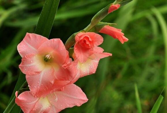 唐菖蒲花语是什么，唐菖蒲传说/寓意富贵/传递幽会信号