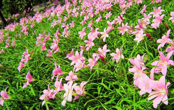唐菖蒲花语是什么，唐菖蒲传说/寓意富贵/传递幽会信号