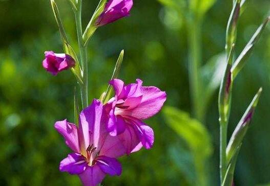 唐菖蒲花语是什么，唐菖蒲传说/寓意富贵/传递幽会信号