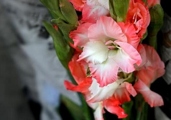 唐菖蒲花语是什么，唐菖蒲传说/寓意富贵/传递幽会信号