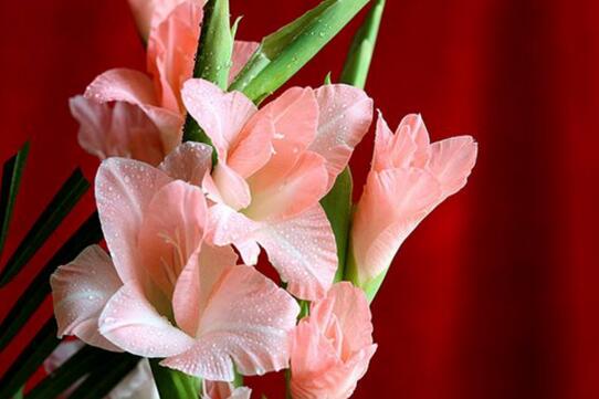唐菖蒲花语是什么，唐菖蒲传说/寓意富贵/传递幽会信号