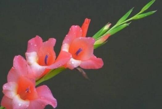 唐菖蒲花语是什么，唐菖蒲传说/寓意富贵/传递幽会信号