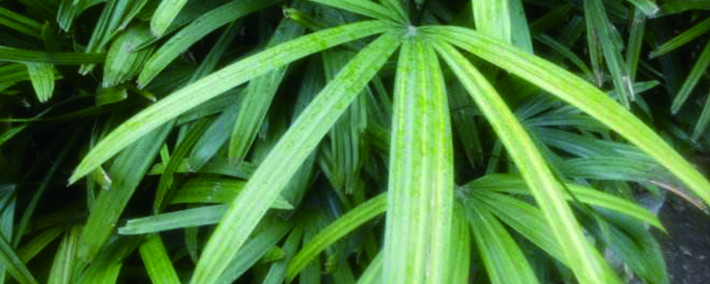棕竹叶子干枯的原因